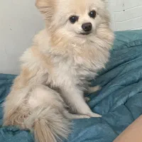 سگ پامر (رایگان) فقط امشب