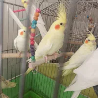 عروس هلندی نر ماده سخنگو|پرنده|کرج, اسدآباد|دیوار
