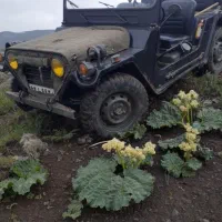 ماشین جیپ میول آمریکایی