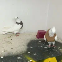 کبوتر|پرنده|تبریز, |دیوار