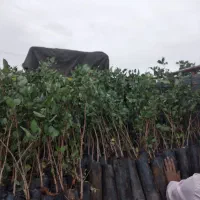 نهال پسته گلدانی،