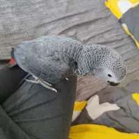 جوجه کاسکو|پرنده|اصفهان, باغ زرشک|دیوار