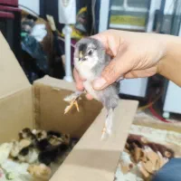 جوجه برهما دیلگونی|حیوانات مزرعه|دهدشت, |دیوار