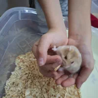 همستر|موش و خرگوش|تهران, نصرت|دیوار