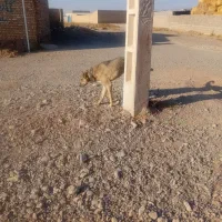 سگ یک سال نیم نترس|سگ|رادکان, |دیوار