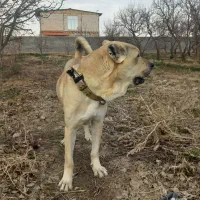 سگ پژدر|سگ|چناران, |دیوار