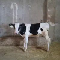 گوساله نر گوساله دورگ ماده