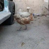 مرغ و خروس سلطان|حیوانات مزرعه|شیراز, گویم|دیوار