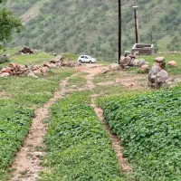 تاکسی سرویس درون شهری