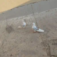 کبوتر دوکت.پشتدار سرور|پرنده|کرج, ساماندهی|دیوار