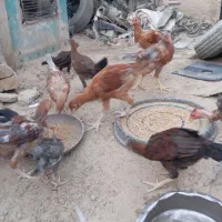 جوجه مرغ