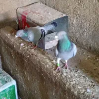 کبوتر المانی