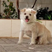 سگ نژاد میکس پامر روباهی و شیتزو