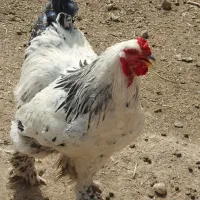 خروس برهمای لایت اصل