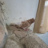 کبوتر|پرنده|مرودشت, بیست متری بیمارستان|دیوار