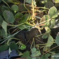 نهال توتفرنگی ساردو