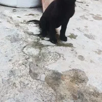 توله ژرمن مالینویز