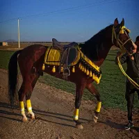 نریان ترکمن|اسب و تجهیزات اسب‌سواری|گنبد کاووس, |دیوار