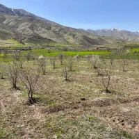 باغ|فروش زمین و ملک کلنگی|دینور, |دیوار