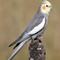 عروس گمشده محدوده آوینی