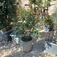 پالم واشینگتن، یاس هلندی، نهال میوه|گل و گیاه طبیعی|شهریار, کردزار|دیوار