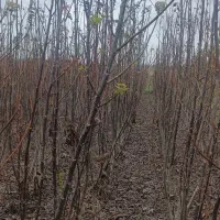 نهال های گردو (تخم مرغی ـچندلر) و نهال گیلاس|خدمات باغبانی و درختکاری|میاندوآب, |دیوار