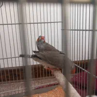 فنج|پرنده|مشکین‌دشت, |دیوار