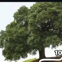 زیر قیمت زمین جاده دوهزار