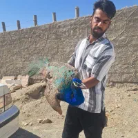 طاووس بالغ و جوجه ماندارین و کالوارین|پرنده|هشتگرد, خور|دیوار