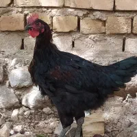 جوجه محلی مرغ خروس