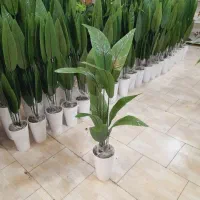 گلدان پرنده بهشتی ۱۲۰ سانتی اک