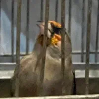 سهره کرمونی قواره دار 2ساله