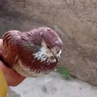 کفتر|پرنده|کردکوی, |دیوار