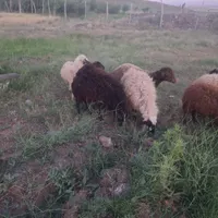 بره گوشتی|حیوانات مزرعه|تبریز, |دیوار