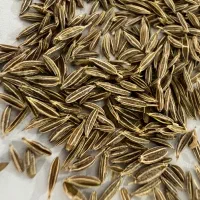 زیره سبز اعلا محصول امسال مستقیم از کشاورز