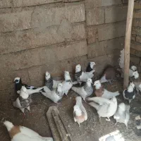 کبوترطوقی