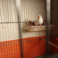 یک جفت فنچ|پرنده|قزوین, |دیوار