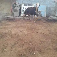 بره قوچ افشاری پلنگی درجه یک