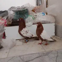 کفتر|پرنده|بجنورد, |دیوار