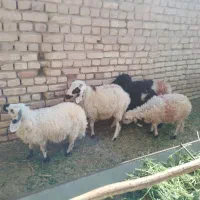 بره