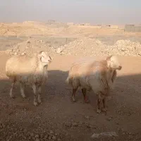 قوچ مغانی درجه یک