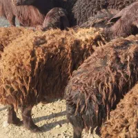 18راس بره ماده|حیوانات مزرعه|باروق, |دیوار