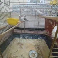 چهار عدد فنچ