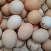 تخم نطفه دار مرندی سلطان محلی
