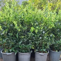 یاس هلندی دیوار سبز