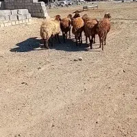 ۸راس شیشک ماده درجه یک ابستن|حیوانات مزرعه|صحنه, |دیوار