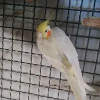 عروس هلندی نر لوتینو