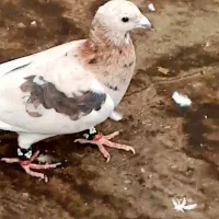 کفتر