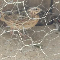 جفت بلدر چین کوهی|پرنده|شیراز, ارم|دیوار
