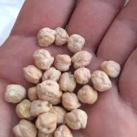 نخود بهاره امسال گوکسو دانه درشت
